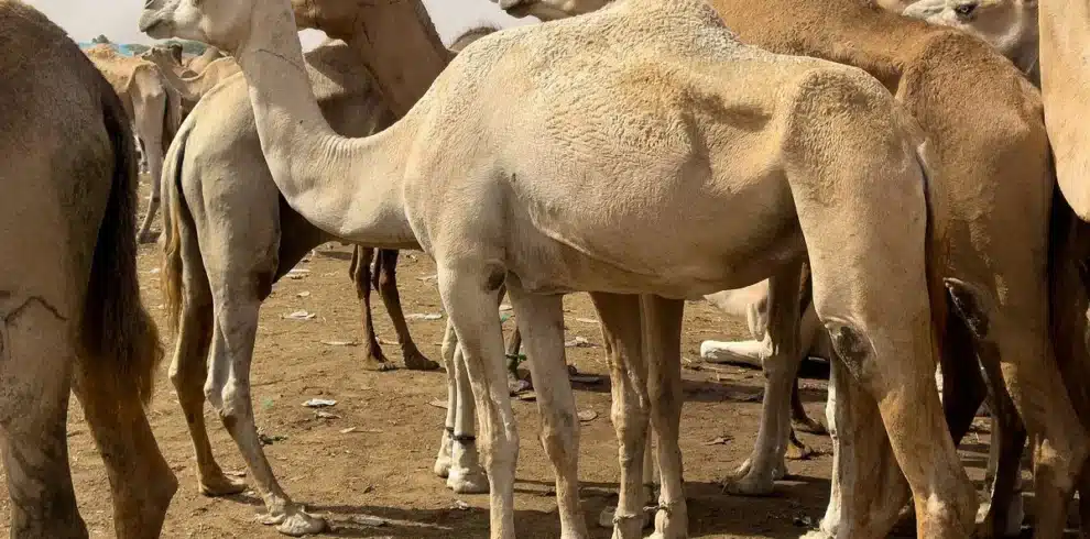 Camels and traders at the Nouakchott Camel Market