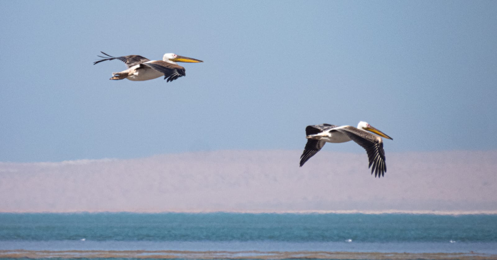 Coastal Beauty: Seabirds resting and flying over the ocean.