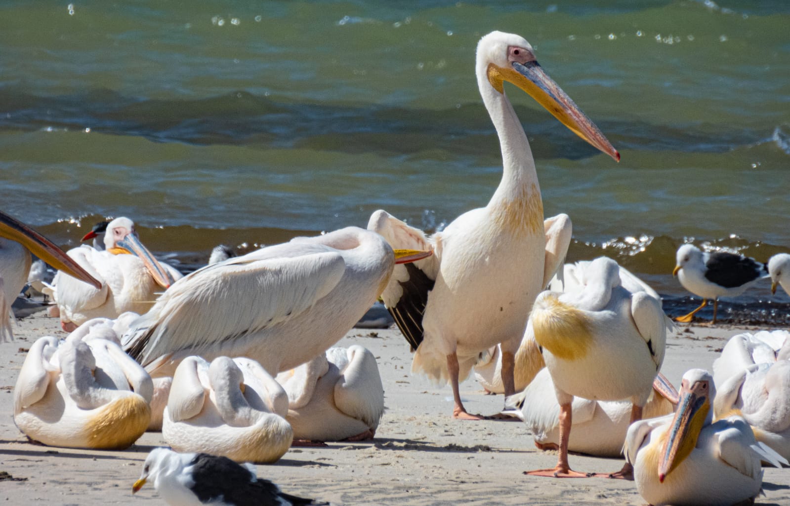 Great white pelicans on a beach at Banc d’Arguin, Mauritania.