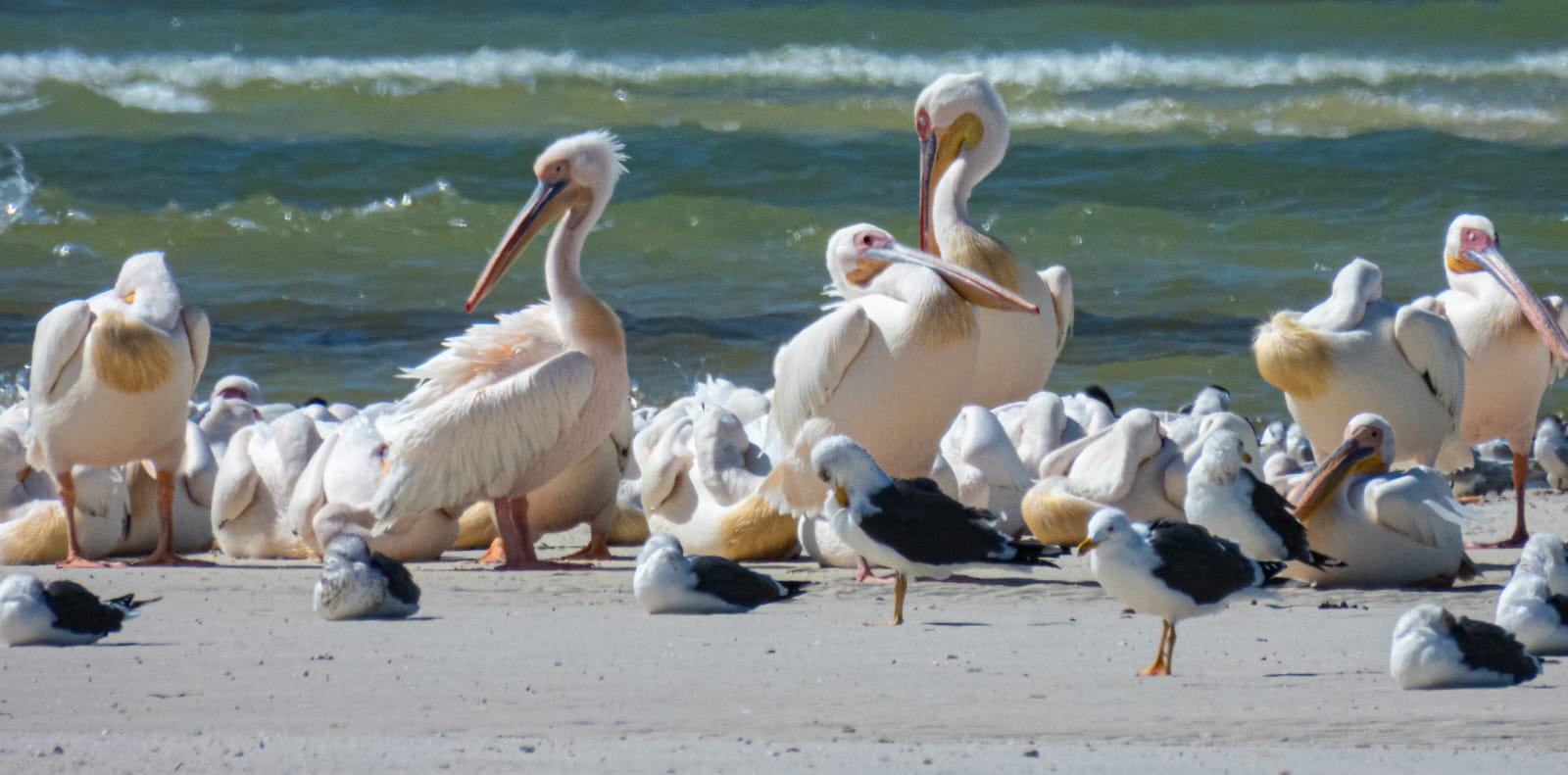 Birds at Banc d'Arguin: Pelicans and seabirds on a sandy beach with ocean waves in the background.