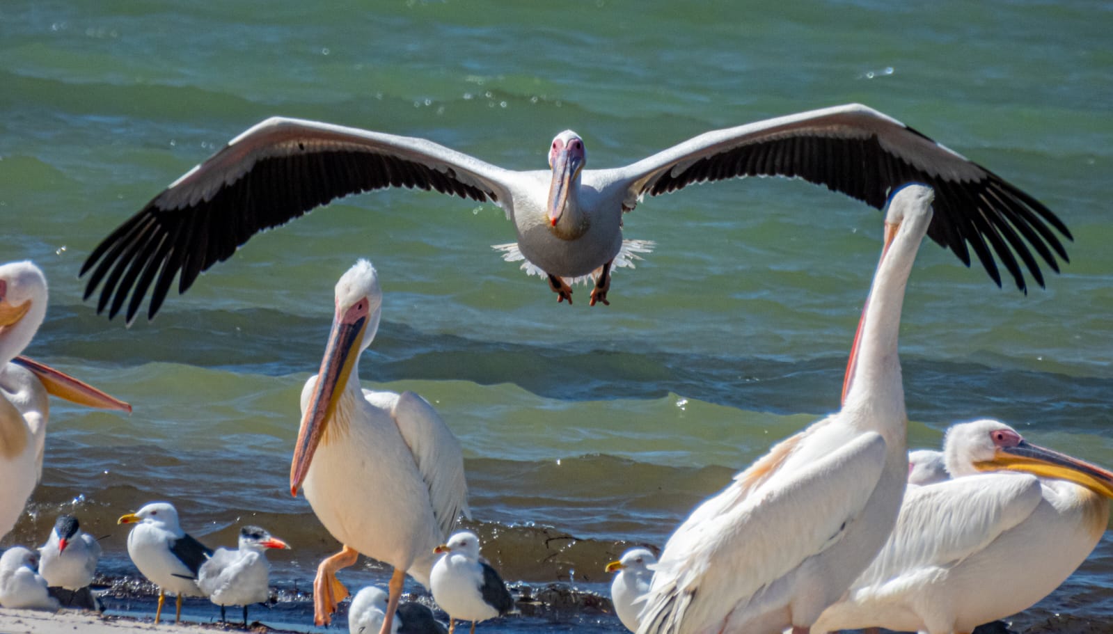 Bird Watching at Banc d'Arguin: A diverse array of migratory birds flying over the water at Banc d'Arguin National Park.