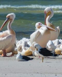 Coastal & Wildlife Tours Mauritania: Pelicans and seabirds on a sandy beach with ocean waves in the background.