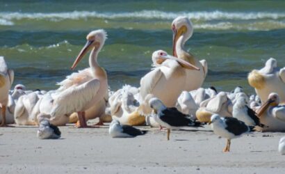 Pelicans at Banc d'Arguin National Park, Mauritania