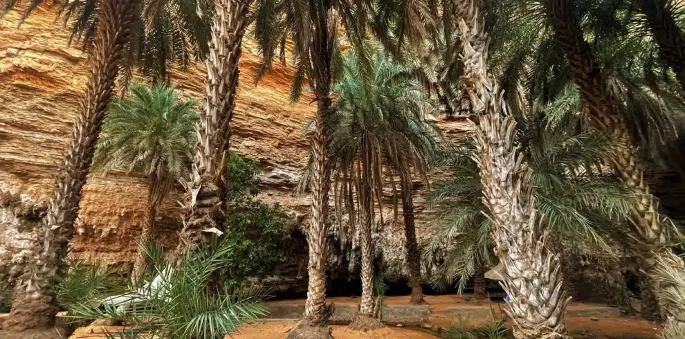 Natural spring pool at the Terjit oasis, Mauritania