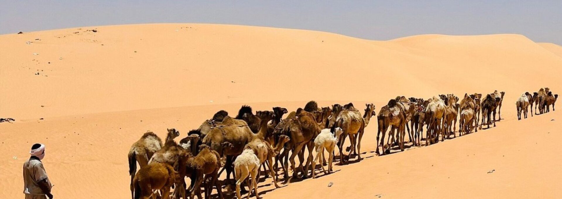Camel caravan walking in a single file line across golden sand dunes in the Sahara desert