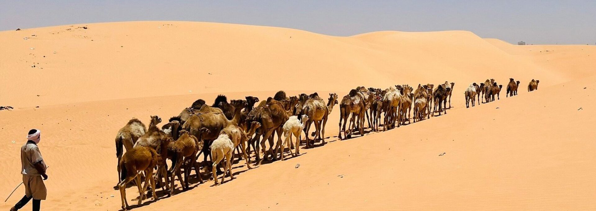 Camel caravan walking in a single file line across golden sand dunes in the Sahara desert